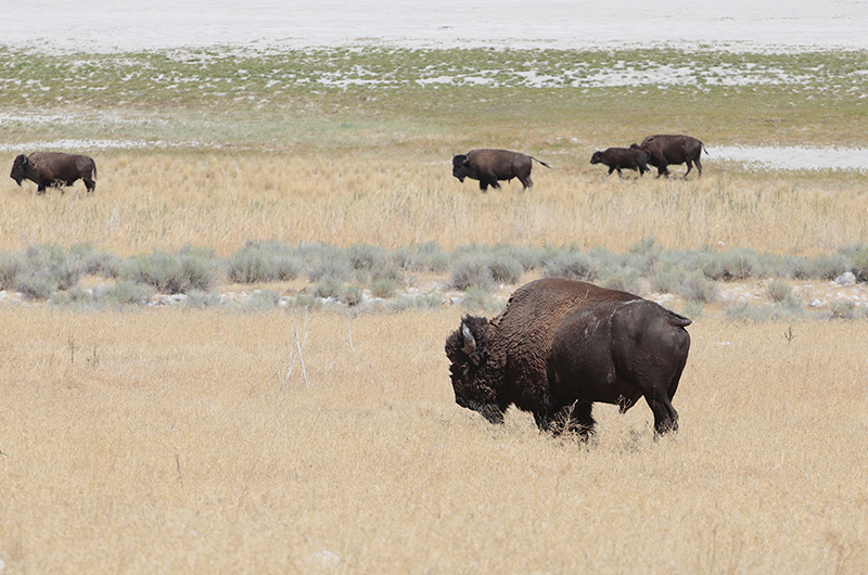 Bison : Antelope Island : Utah : Landscape Photos : Richard Moore : Photographer